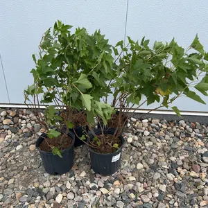 4 - Ben Nevis Black Currant (BUYER MUST PAY 4X THE BID PRICE)