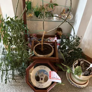 Plants