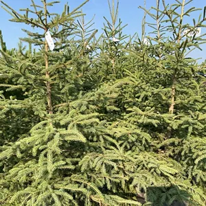5 - 5-6' SPRUCE TREES - SOLD PER TREE