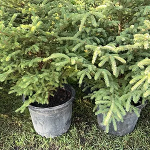 5 - 5-6' SPRUCE TREES - SOLD PER TREE