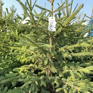 5 - 5-6' SPRUCE TREES - SOLD PER TREE