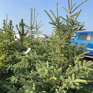 5 - 5-6' SPRUCE TREES - SOLD PER TREE