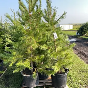 5 - 5-6' PINE TREES - SOLD PER TREE