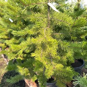5 - 5-6' PINE TREES - SOLD PER TREE