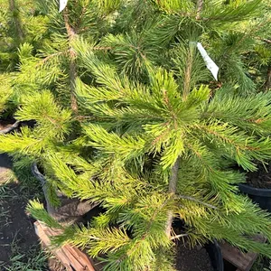 5 - 5-6' PINE TREES - SOLD PER TREE
