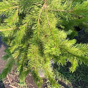 5 - 5-6' PINE TREES - SOLD PER TREE