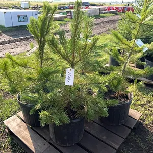 5 - 3' PINE TREES - SOLD PER TREE