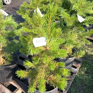 5 - 3' PINE TREES - SOLD PER TREE