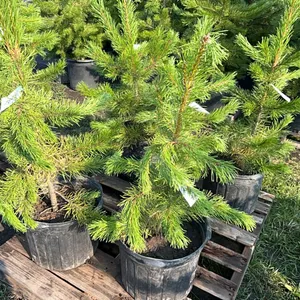 5 - 3' PINE TREES - SOLD PER TREE