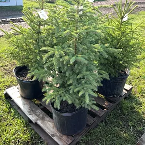 5 - 3' SPRUCE TREES - SOLD PER TREE