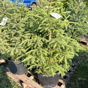 5 - 3' SPRUCE TREES - SOLD PER TREE