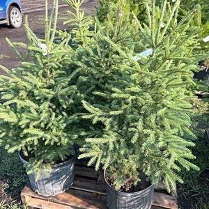 5 - 3' SPRUCE TREES - SOLD PER TREE