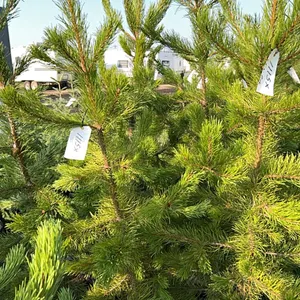 5 - 5-6' PINE TREES - SOLD PER TREE