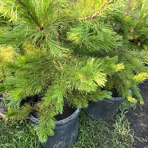 5 - 5-6' PINE TREES - SOLD PER TREE