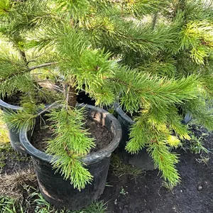 5 - 5-6' PINE TREES - SOLD PER TREE