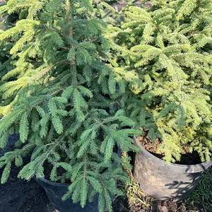 5 - 5' SPRUCE TREES - SOLD PER TREE