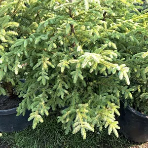5 - 5' SPRUCE TREES - SOLD PER TREE