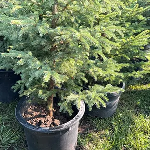 5 - 5' SPRUCE TREES - SOLD PER TREE
