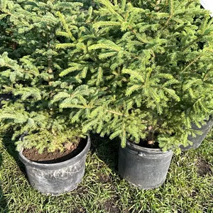 5 - 5' SPRUCE TREES - SOLD PER TREE