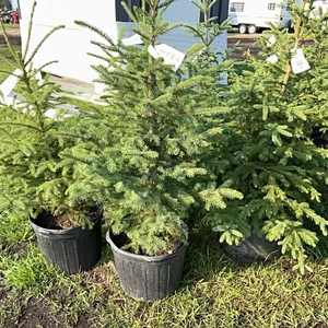 5 - 3' SPRUCE TREES - SOLD PER TREE
