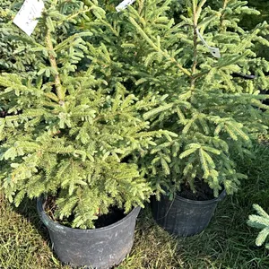 5 - 3' SPRUCE TREES - SOLD PER TREE