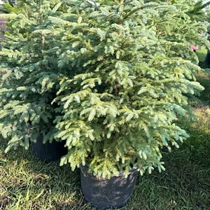 5 - 3' SPRUCE TREES - SOLD PER TREE