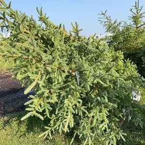 4 - 6'-8' WHITE SPRUCE TREES IN 26" WIRE BASKETS - SOLD PER TREE