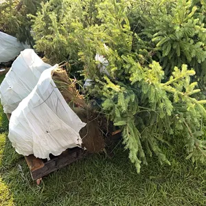 4 - 6'-8' WHITE SPRUCE TREES IN 26" WIRE BASKETS - SOLD PER TREE