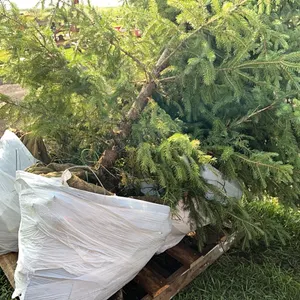 4 - 6'-8' WHITE SPRUCE TREES IN 26" WIRE BASKETS - SOLD PER TREE