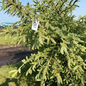 4 - 6'-8' WHITE SPRUCE TREES IN 26" WIRE BASKETS - SOLD PER TREE