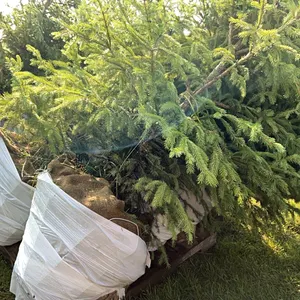4 - 6'-8' WHITE SPRUCE TREES IN 26" WIRE BASKETS - SOLD PER TREE