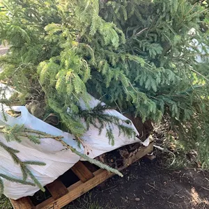4 - 6'-8' WHITE SPRUCE TREES IN 26" WIRE BASKETS - SOLD PER TREE