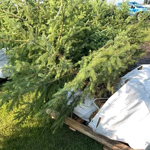 4 - 6'-8' WHITE SPRUCE TREES IN 26" WIRE BASKETS - SOLD PER TREE