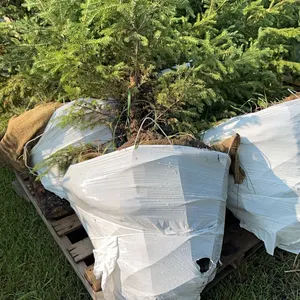 4 - 6'-8' WHITE SPRUCE TREES IN 26" WIRE BASKETS - SOLD PER TREE