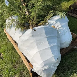 4 - 6'-8' WHITE SPRUCE TREES IN 26" WIRE BASKETS - SOLD PER TREE