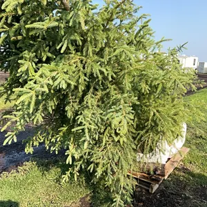 4 - 6'-8' WHITE SPRUCE TREES IN 26" WIRE BASKETS - SOLD PER TREE
