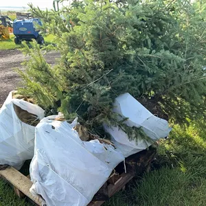 4 - 6'-8' WHITE SPRUCE TREES IN 26" WIRE BASKETS - SOLD PER TREE