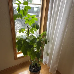 Large plant, real