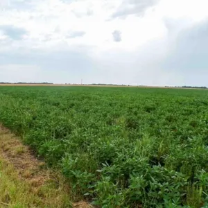 9/22 AUSTIN TRUSTS AUCTION South Haven KS