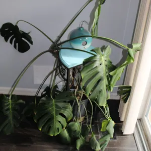 Monstera Plant & Stand