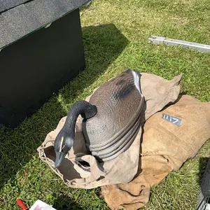 Duck decoys  (GST 5% charged)