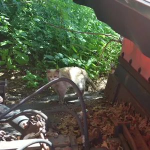 Snow Plow