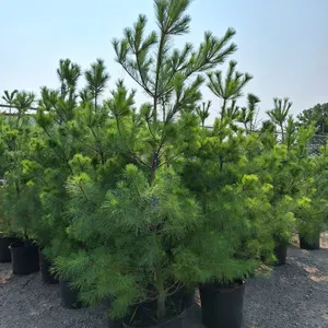 Trees: Black Hills, White Pines, More