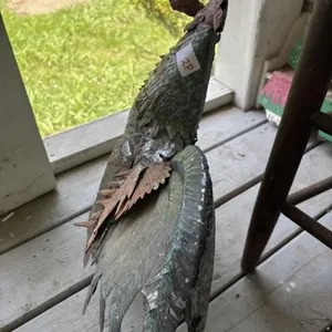 Weathered metal rooster