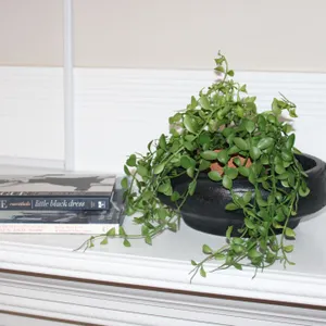 Planter, Plant & Books