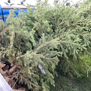 4 - 6'-8' WHITE SPRUCE TREES IN 26" WIRE BASKETS - SOLD PER TREE