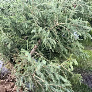 4 - 6'-8' WHITE SPRUCE TREES IN 26" WIRE BASKETS - SOLD PER TREE