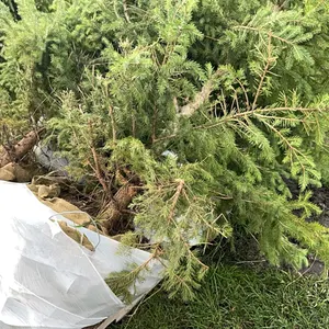 4 - 6'-8' WHITE SPRUCE TREES IN 26" WIRE BASKETS - SOLD PER TREE