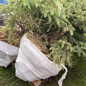 4 - 6'-8' WHITE SPRUCE TREES IN 26" WIRE BASKETS - SOLD PER TREE