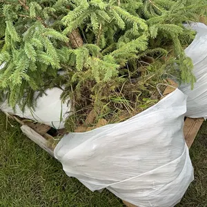 4 - 6'-8' WHITE SPRUCE TREES IN 26" WIRE BASKETS - SOLD PER TREE